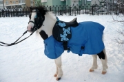 poni1